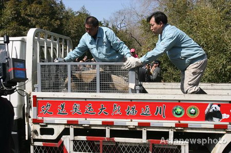 'Olympic pandas' head home