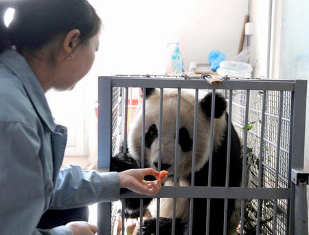 'Olympic pandas' head home