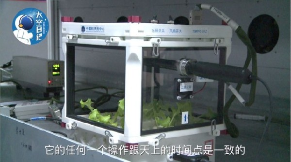 Astronauts grow lettuce in space lab