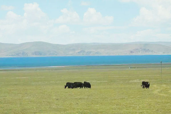 Tibetan herdsman cashes in on hotel business