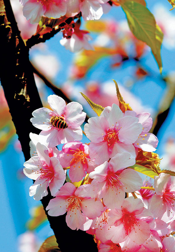 Cherry fest makes park pretty in pink