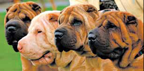 Search into the genetic origins of dogs hits some obstacles