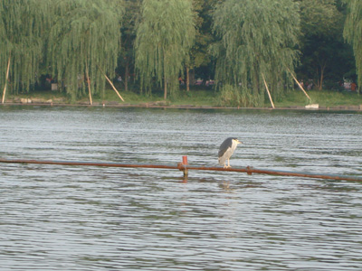 West Lake of 'Paradise' returns due to protection efforts