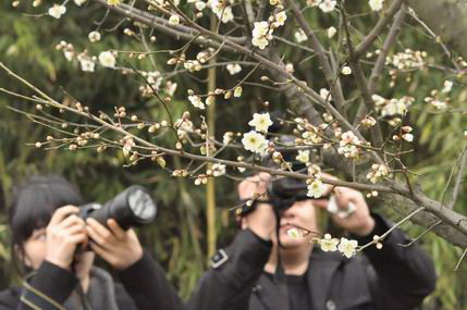 Plum Blossom Festival kicks off