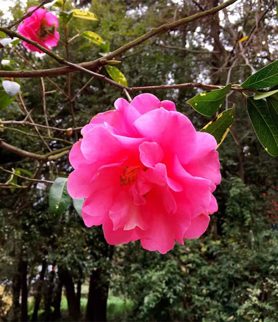 Des fleurs épanouies saluent le printemps