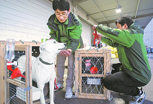 Les animaux domestiques, grands voyageurs internationaux