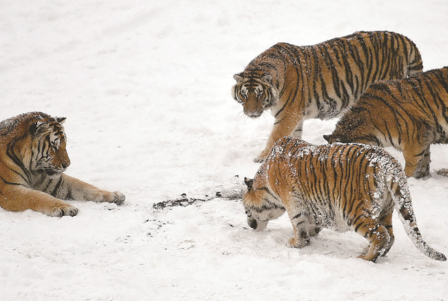 Les tigres au régime post-hivernal