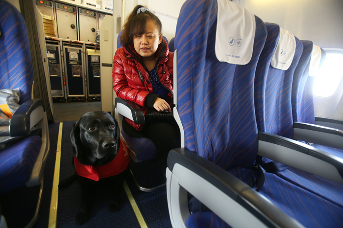 Une compagnie aérienne chinoise autorise les chiens guides à bord de ses avions