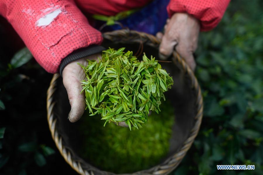 Chine : récolte du thé Longjing dans le Zhejiang