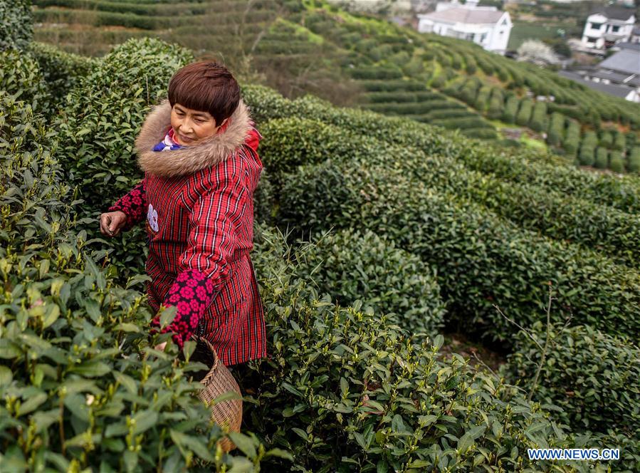 Chine : récolte du thé Longjing dans le Zhejiang