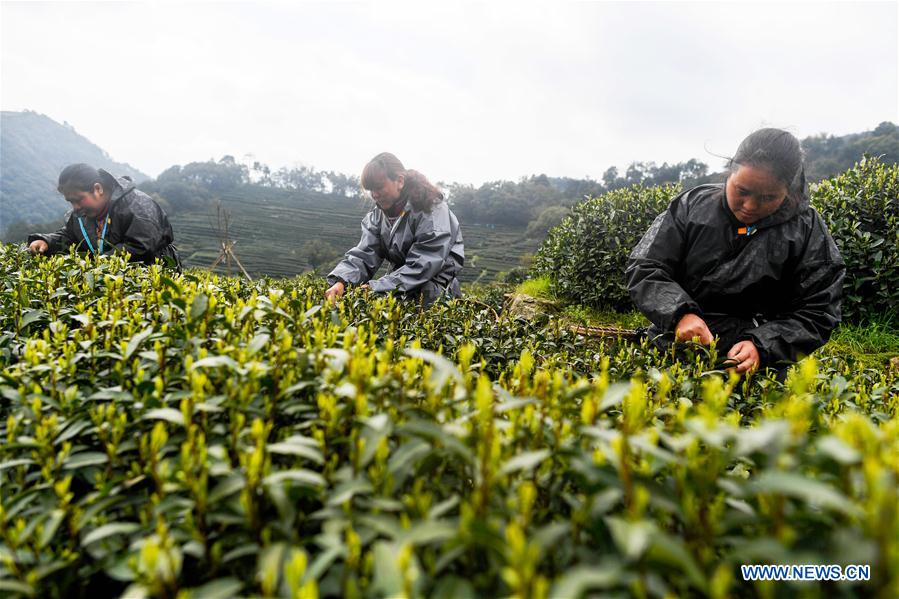 Chine : récolte du thé Longjing dans le Zhejiang