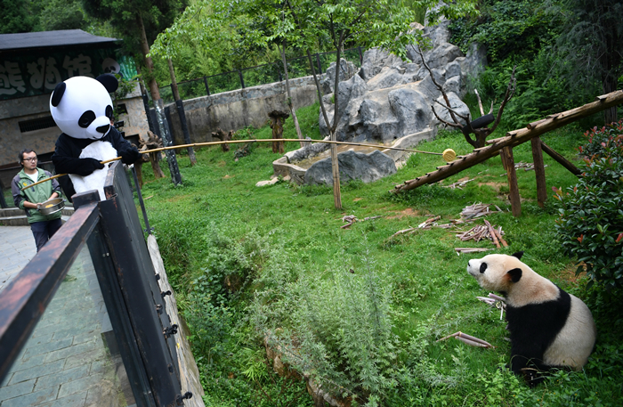 La chère protection des pandas rapporte gros