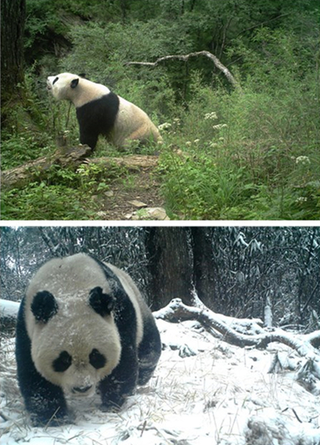 Un métier auprès des pandas à l'état sauvage