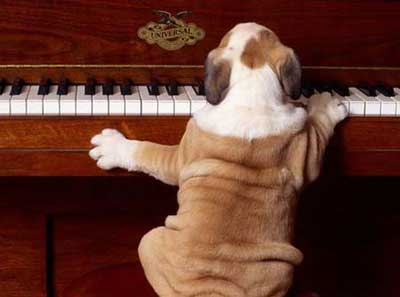 Man's best friend a problem
