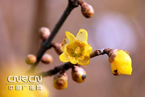 Plum blossom delivers message of Spring