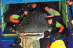 Guangzhou's new whale shark a jaws-dropping sight