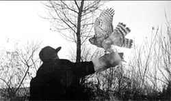 Worshipping birds of prey