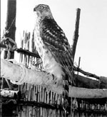 Worshipping birds of prey