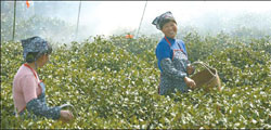 Longjing's cup overflows