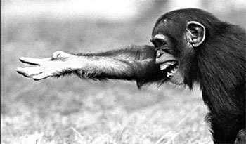 Ape gestures hint at language origin