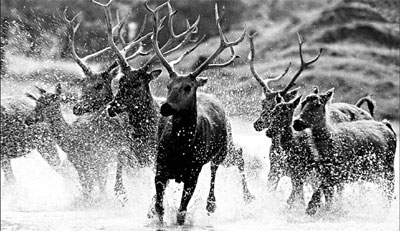 Holding on to deer life
