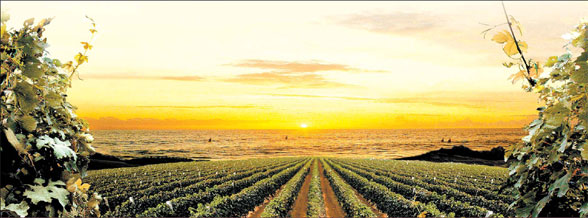 <FONT COLOR=#0080FF>Special Supplement Yantai series IV:</FONT> Enchanting city of vineyards and fine wine