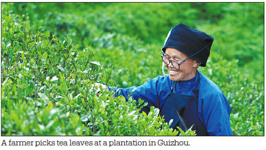 Mountainous landscape, natural resources make region a paradise for tea
