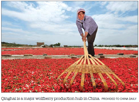 Hand-pulled noodles and Tibetan medicine helping Qinghai win fight against poverty