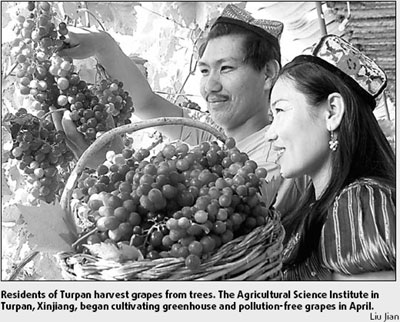 Letter from Turpan: The grapes of wealth