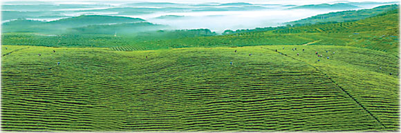 Guizhou: Brewing a perfect beverage