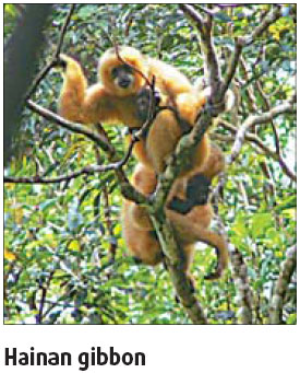 Hainan gibbons on the most endangered list