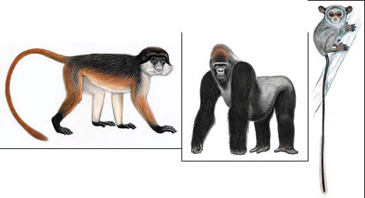 Species under threat