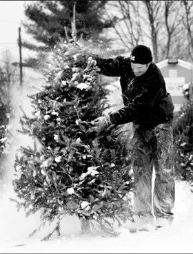 Drooping dollar saps tree growers