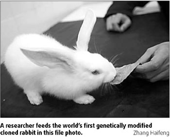 Genetically modified rabbit 'stable'