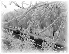 Special Supplement: Jilin's rime dazzles and inspires