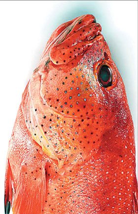 Fishing for truth about capsules