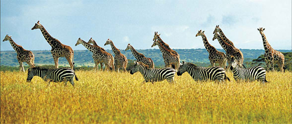 Out of Africa