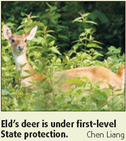 On the trail of Eld's deer