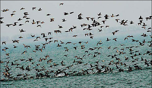 Dongying says wetlands crucial