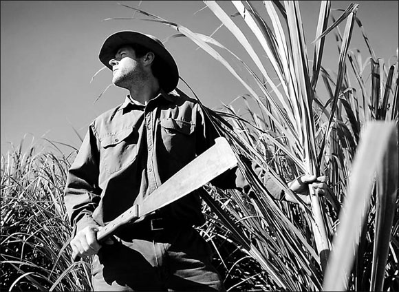 Rain poses threat to Oz sugar crop