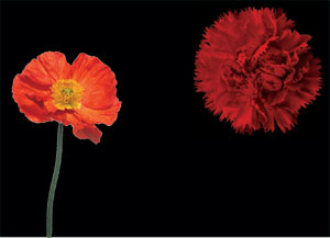 Say it with flowers