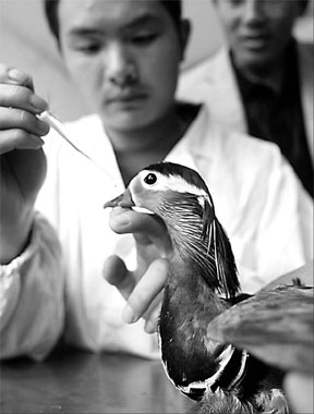 No humans involved in bird flu outbreak