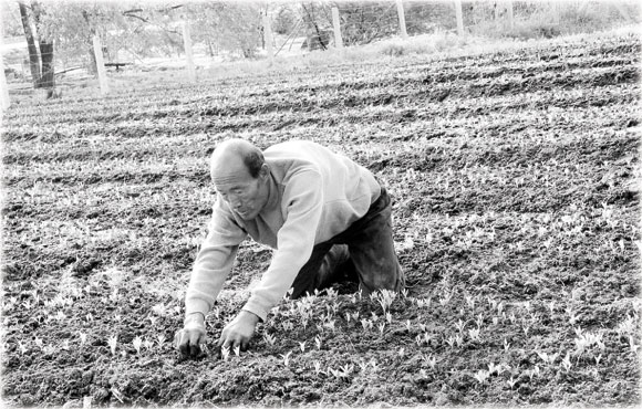 Seeds of redemption