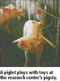 Porcine playtime proves propitious