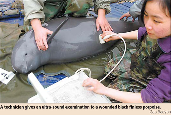 Researchers hope DNA tests will shed light on rare porpoises