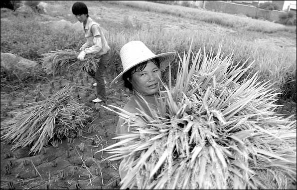 Claims of grain shortage dismissed
