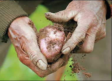 As prices of other staples soar, the spud breaks new ground