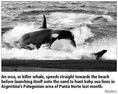 Park ranger feels peace among killer whales
