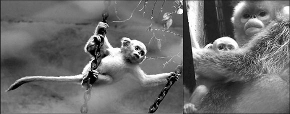 Baby monkey makes his debut in Zhengzhou