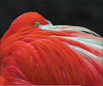Birds too take power naps to alert